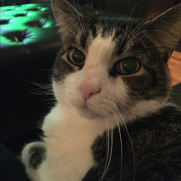 sweet boy went to heaven 😭😭😭 - Picture 1 of 5